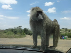 Baboon on our Car