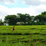 Kenya field